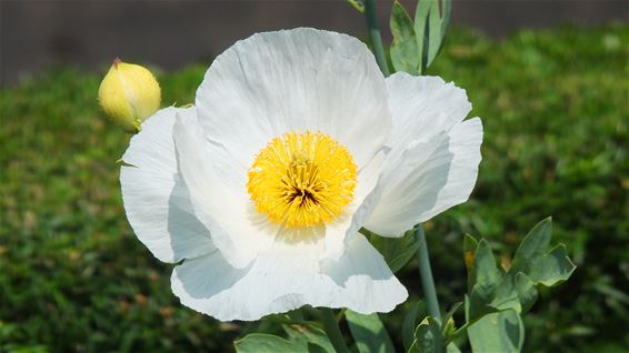 Bijzondere bloem gespot - Lommel