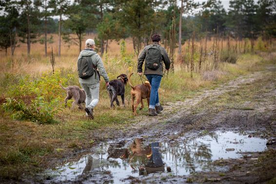 Mooi wandelweer - Lommel