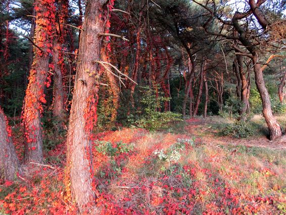 Bijzondere herfstkleuren - Lommel