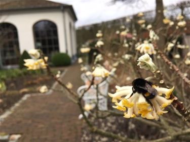 Biodiversiteit in de tuin - Beringen