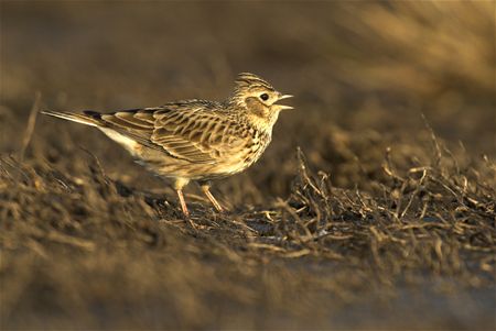 Biodiversiteit raakt opgesloten in natuurgebied