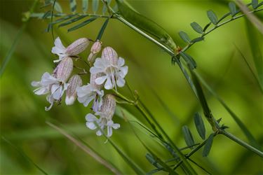 BLAASSILENE ( Silene Vulgaris) - Beringen