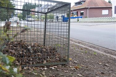 Bladafval in de herfst - Beringen