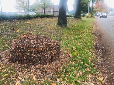 Bladkorven terug in het straatbeeld - Beringen