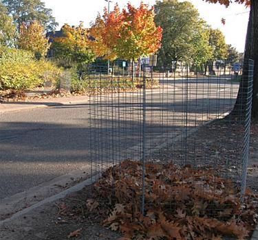 Bladkorven in het straatbeeld - Peer