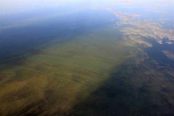 Blauwalg in de Sahara-plas - Lommel