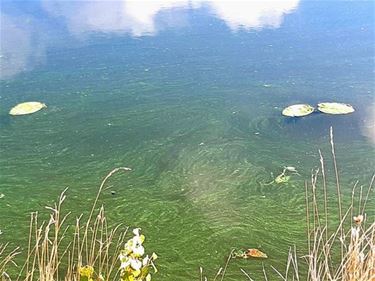 Blauwalg in het kanaal