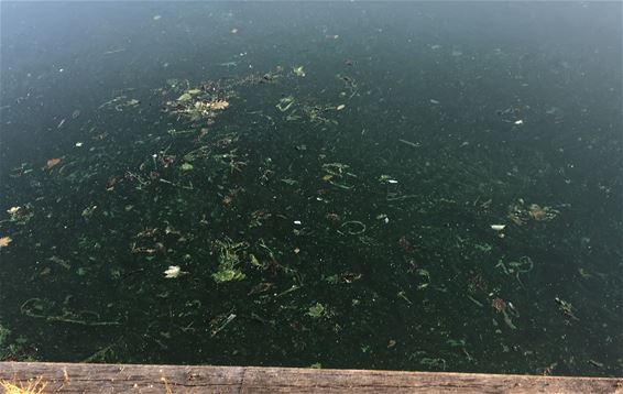 Blauwalg in het Kanaal naar Beverlo - Leopoldsburg