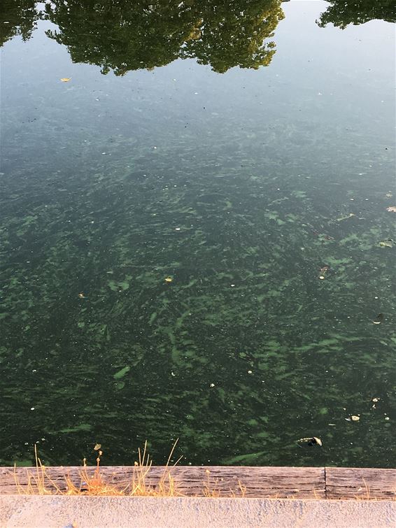 Blauwalg in het kanaal - Neerpelt