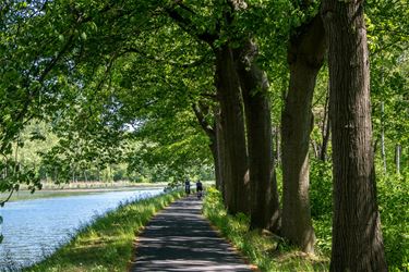 Pelt - Blauwalgen in kanaal Bocholt-Herentals