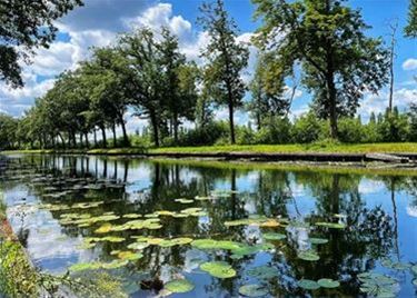 Blauwalgen in Kanaal van Beverlo - Leopoldsburg