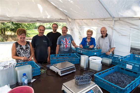 Blauwe bessen groeien zeer snel - Beringen