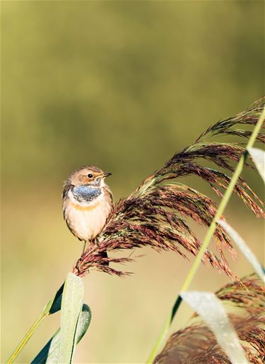 Blauwborst in het Hageven - Pelt