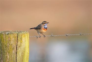 Blauwborst kondigt lente aan