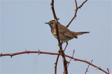 Blauwborst (Luscinia Svecica Cyanecula) - Beringen