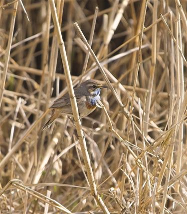Blauwborstje is terug - Beringen & Leopoldsburg