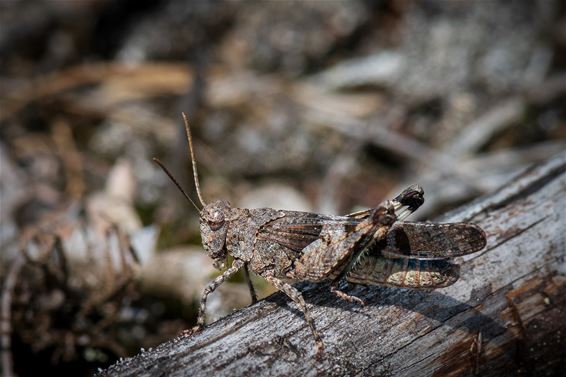 Blauwvleugelsprinkhaan: meester in camouflage - Hamont-Achel
