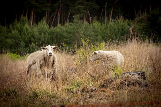 Blekerheide vandaag - Lommel