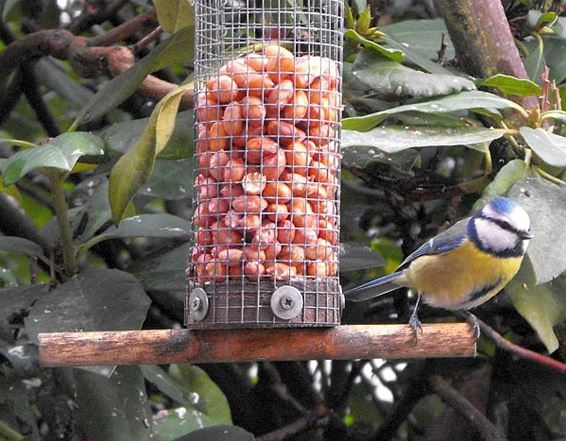 Blijf de vogels voederen - Hechtel-Eksel