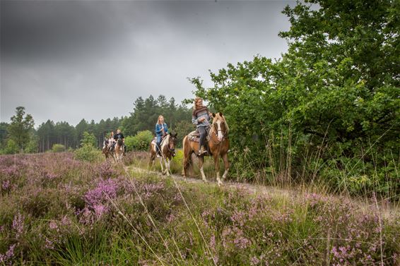 Bloeiende heide in Kattenbos - Lommel