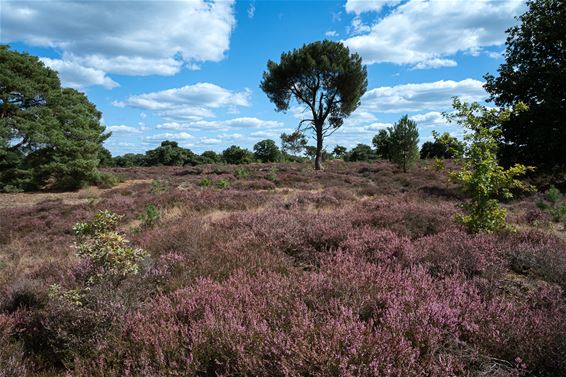 Bloeiende heide op de Leenderheide - Hamont-Achel