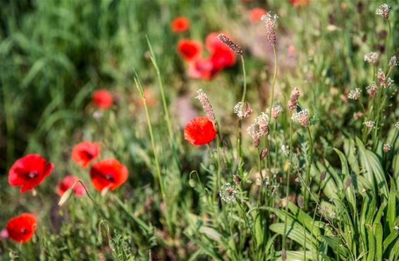 Bloeiende klaprozen op de Blekerheide - Lommel