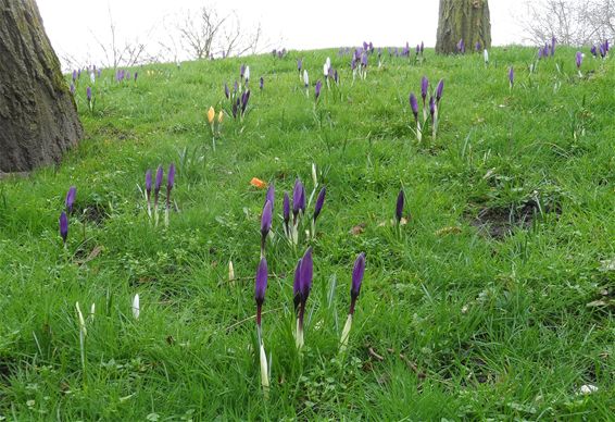 Bloeiende krokussen in het Astridpark - Lommel