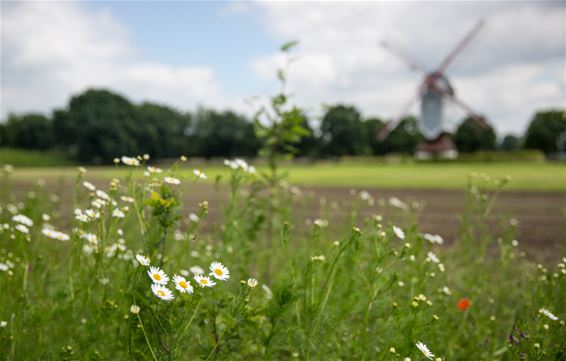 Bloeiende margrieten - Lommel