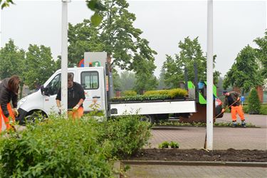 Bloemen en planten fleuren de stad op - Beringen