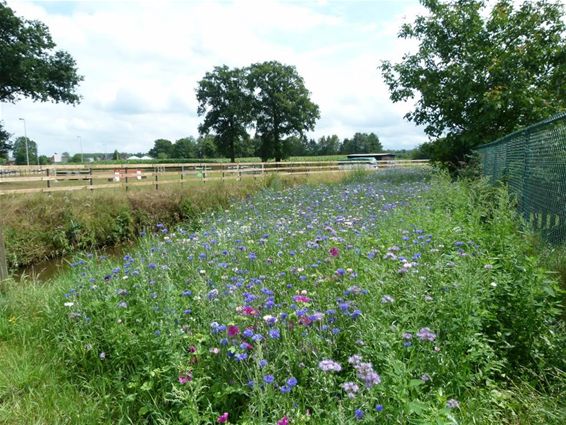 Bloemen gezaaid voor insecten - Overpelt