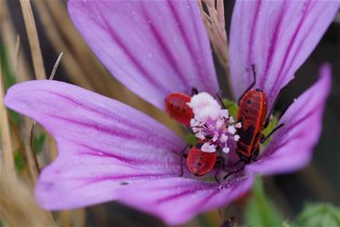 Bloemen in de berm - Beringen