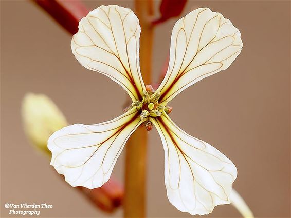 Bloemen in de Hofkens - Hamont-Achel