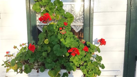 Bloemen in de tuin - Lommel