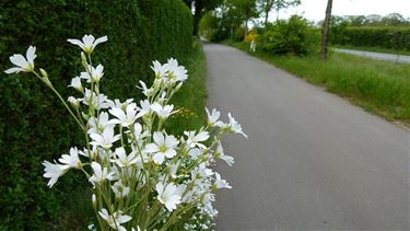 Bloemen in de wegberm (1)