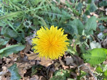 Bloemen in de wegberm (2)