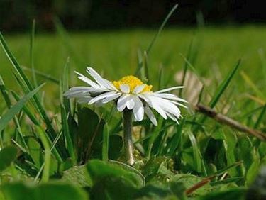 Bloemen in de wegberm (4): madeliefjes