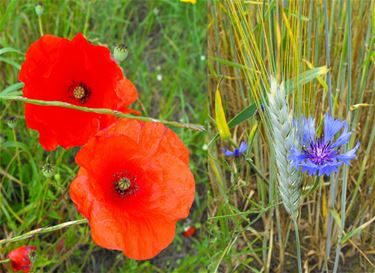 Bloemen in verstoorde grond