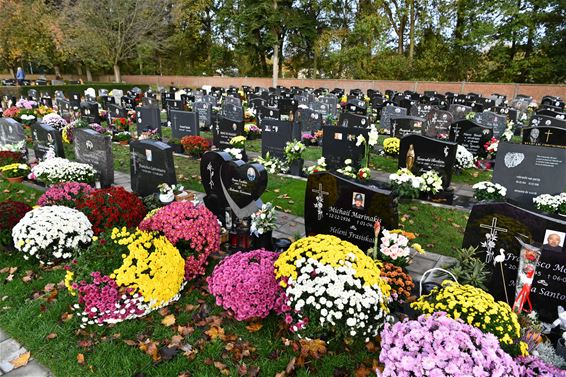 Bloemen op vele graven - Beringen