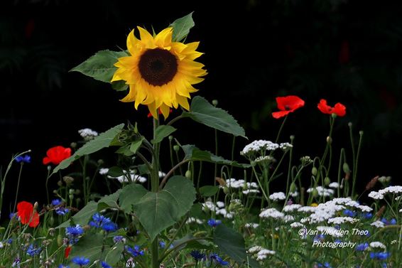 Bloemenpracht bij het rusthuis - Hamont-Achel