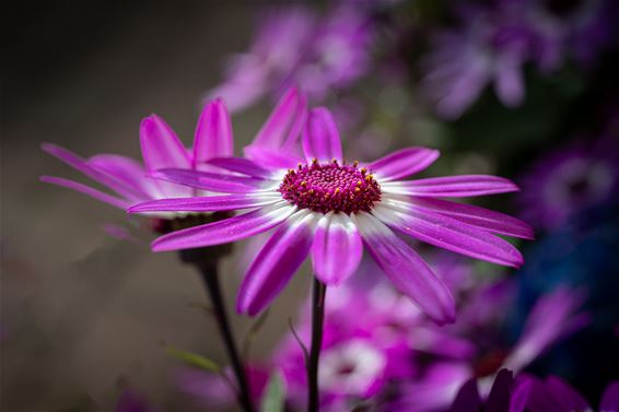Bloemenpracht, maar ook bezorgdheid om nachtvorst - Hamont-Achel