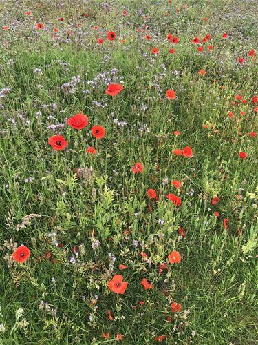 Bloemenweide in de Hoek - Hamont-Achel