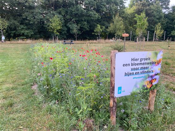 Bloemenweide Poortveld in volle glorie - Peer