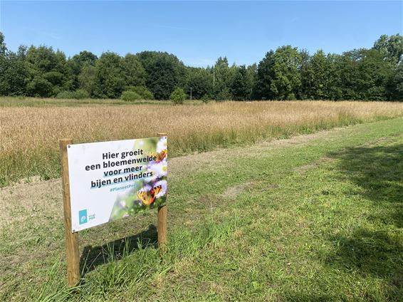 Bloemenweides fleuren Peer op én helpen insecten - Peer