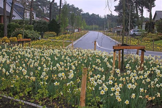 Bloemenzee - Overpelt