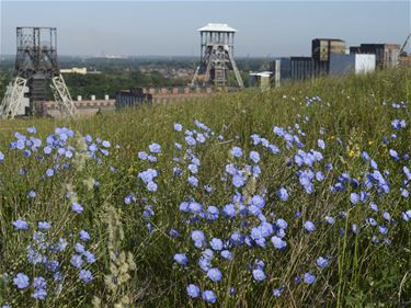 Bloemenzee - Beringen