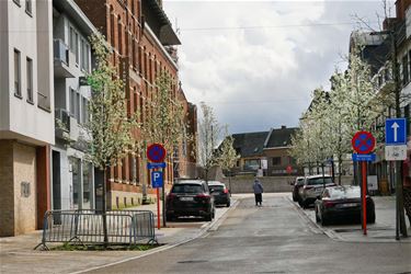 Bloesems in het centrum - Beringen