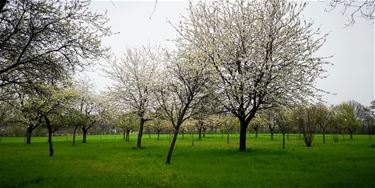 Bloesems in Paal - Beringen