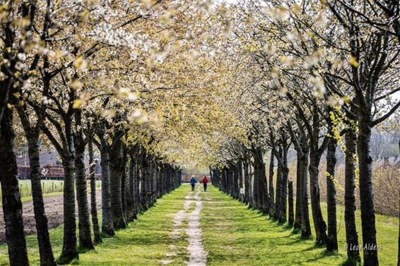 Bloesems op de Grote Heide - Pelt