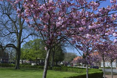 Bloesemtijd - Beringen