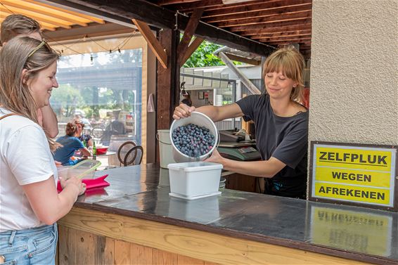 Blueberry Fields forever - Beringen